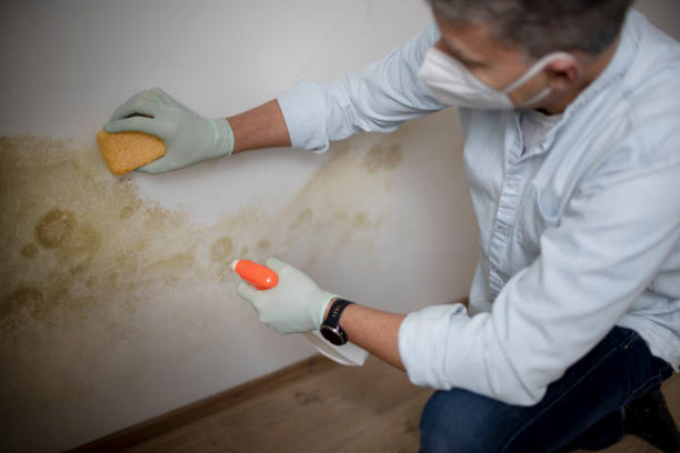 Biohazard Mold Removal in Wurtsboro, NY